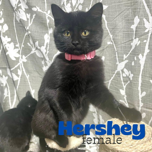 picture of the cat needing adoption