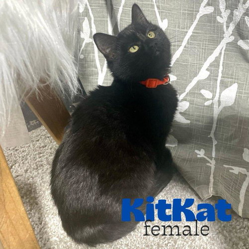picture of the cat needing adoption