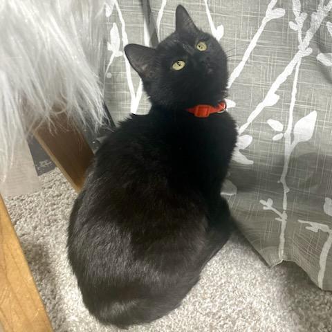 Kitkat