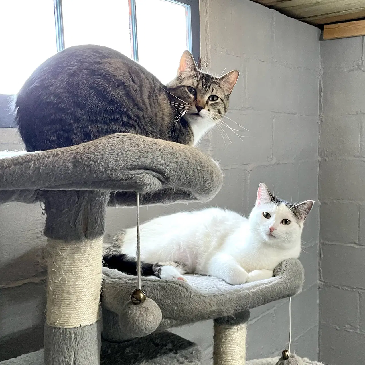 Sheldon  Howard - Domestic Short Hair