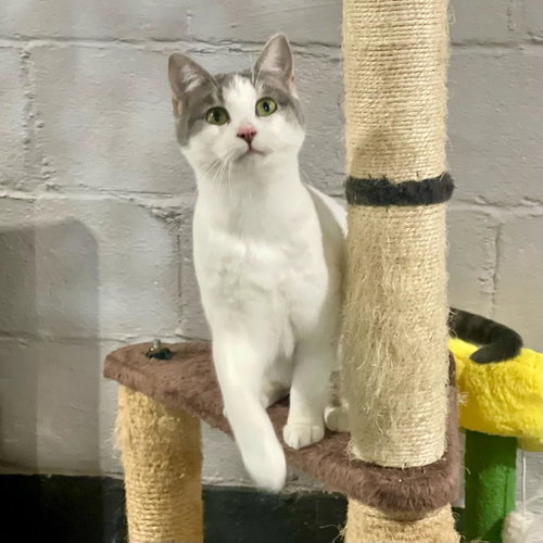 Dahlia, a cat for adoption from Humane Society of Swift County