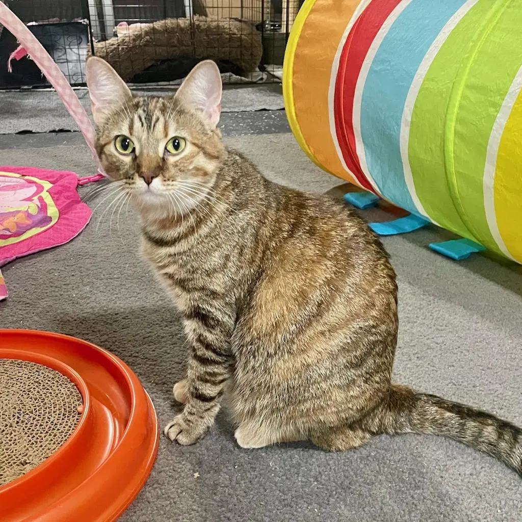 Caramel - Torbie