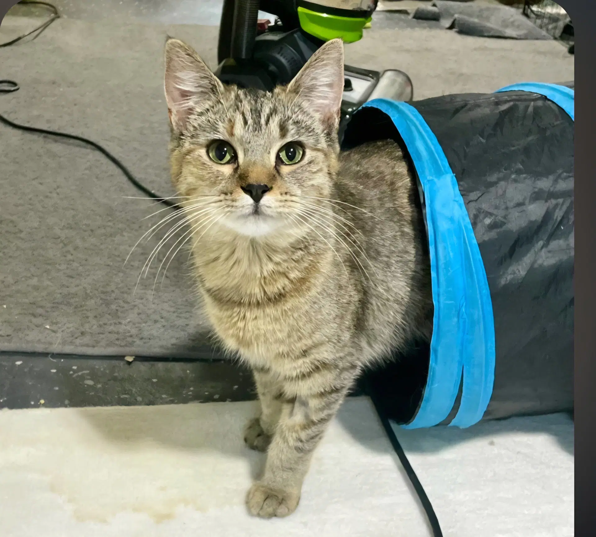 Aria - Tabby