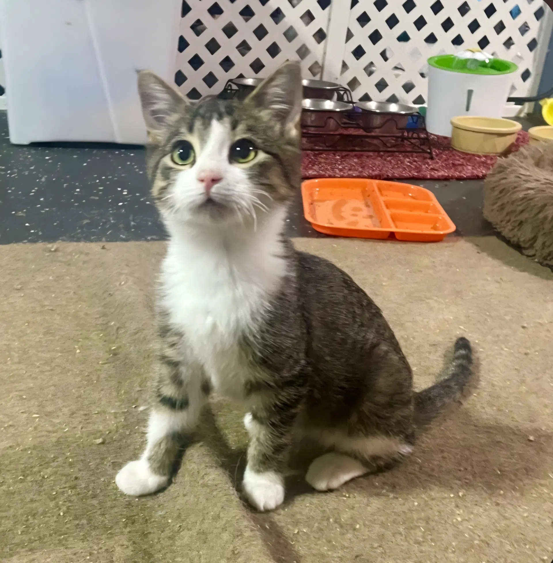 Poppy - Domestic Short Hair
