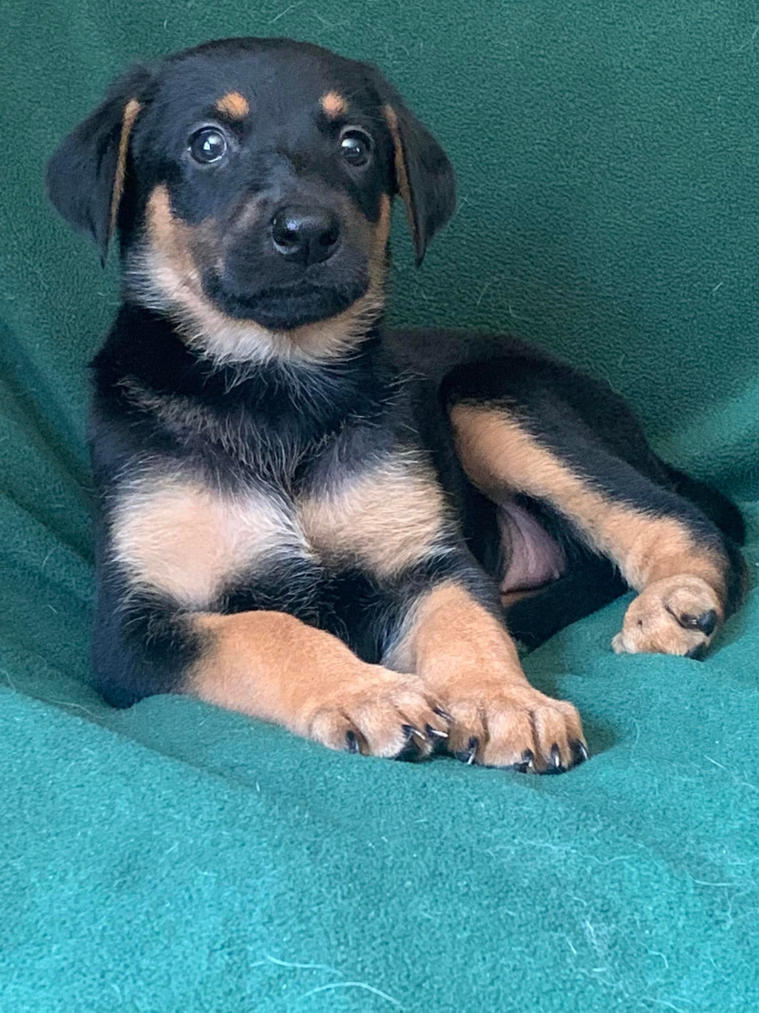 Dog for Adoption KERA, a Doberman Pinscher in Hopkinsville, KY