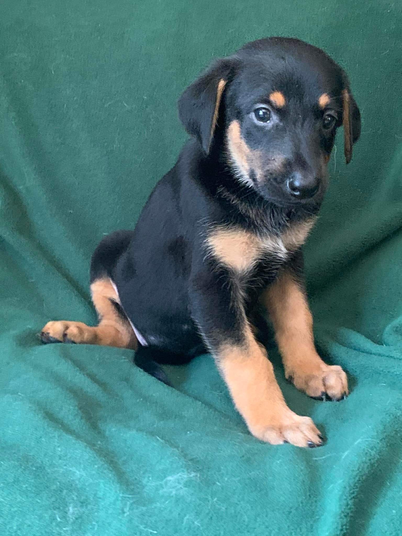 Dog for Adoption KERA, a Doberman Pinscher in Paducah, KY Alpha Paw