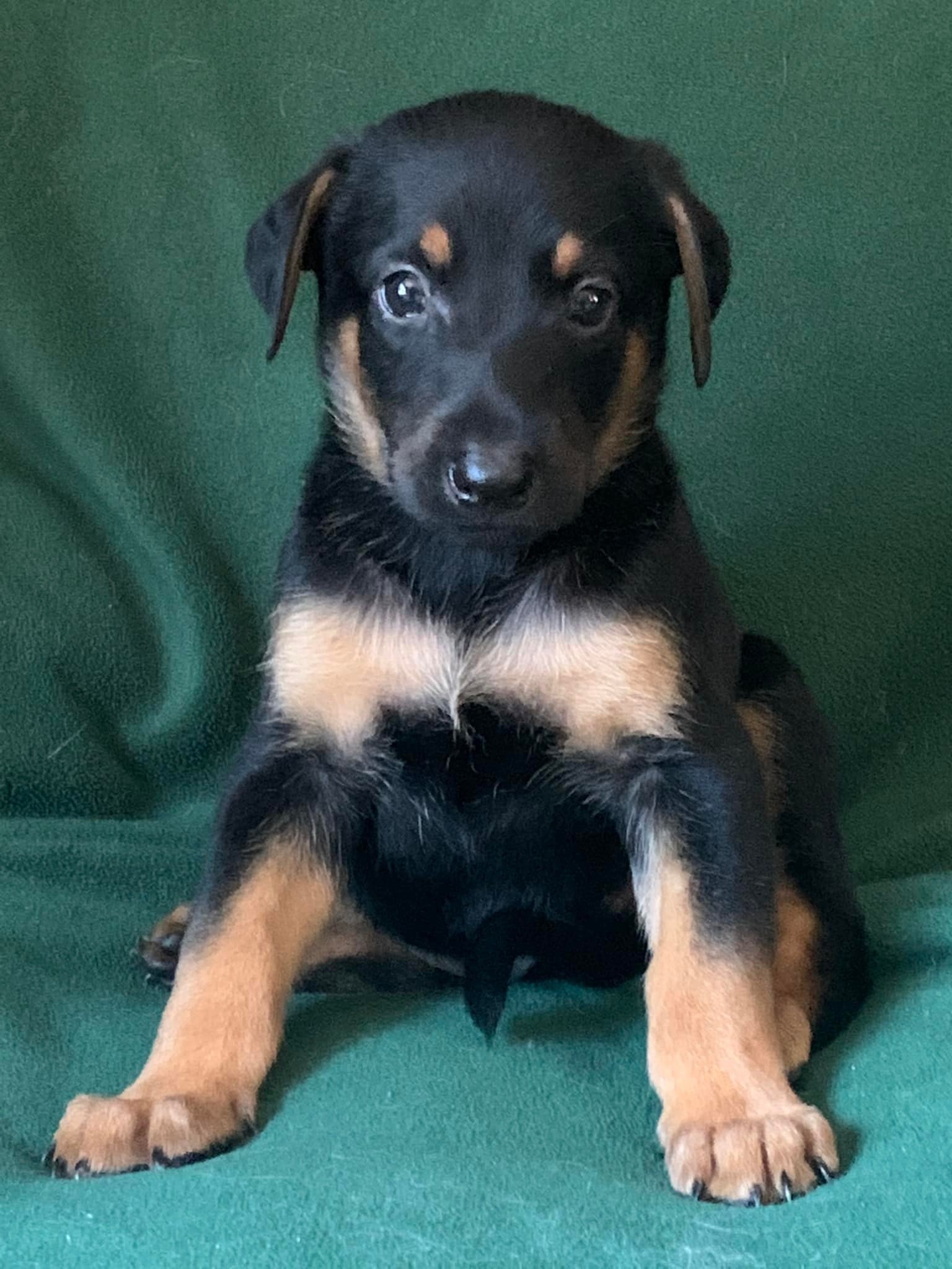 Dog for Adoption KATO, a Doberman Pinscher in Hopkinsville, KY