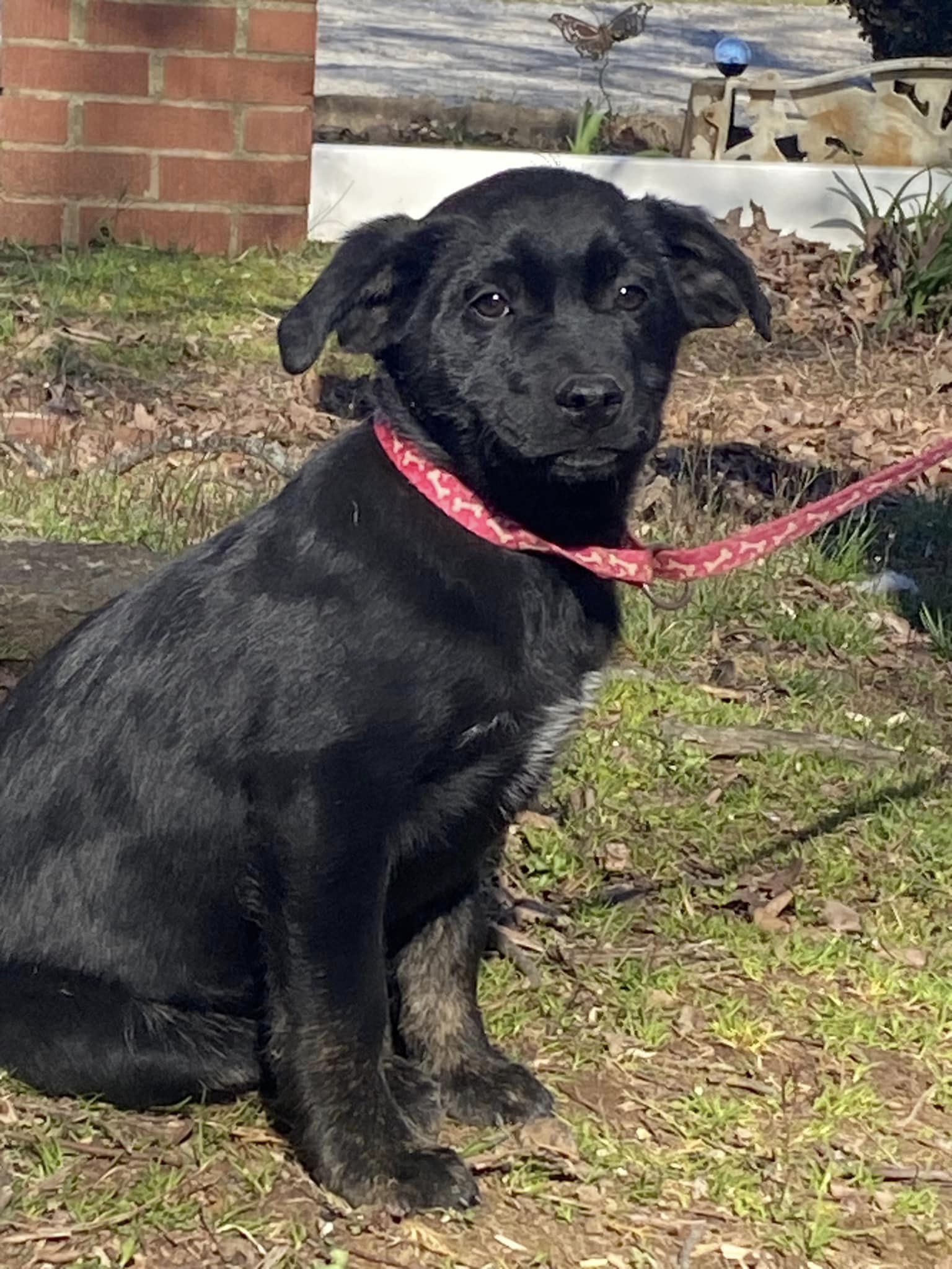 Dog for Adoption CALOWAY, a Labrador Retriever in Hopkinsville, KY
