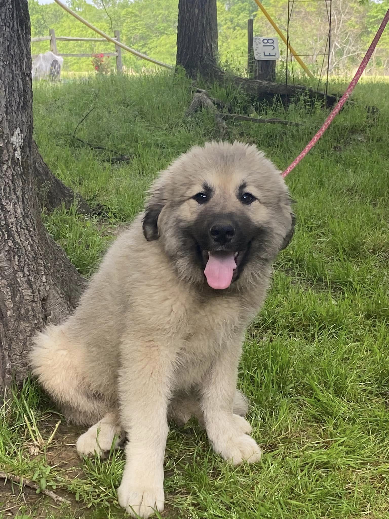 Dog for Adoption - WILMA, a Anatolian Shepherd in Christian County, KY