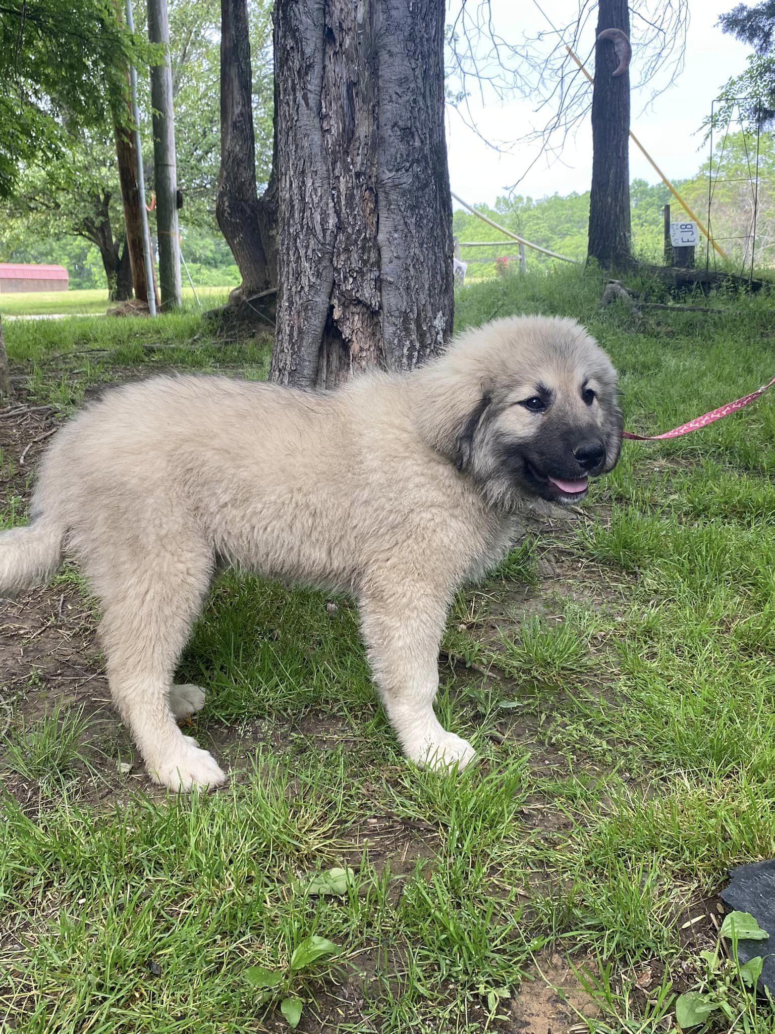 Dog for Adoption - WILMA, a Anatolian Shepherd in Christian County, KY