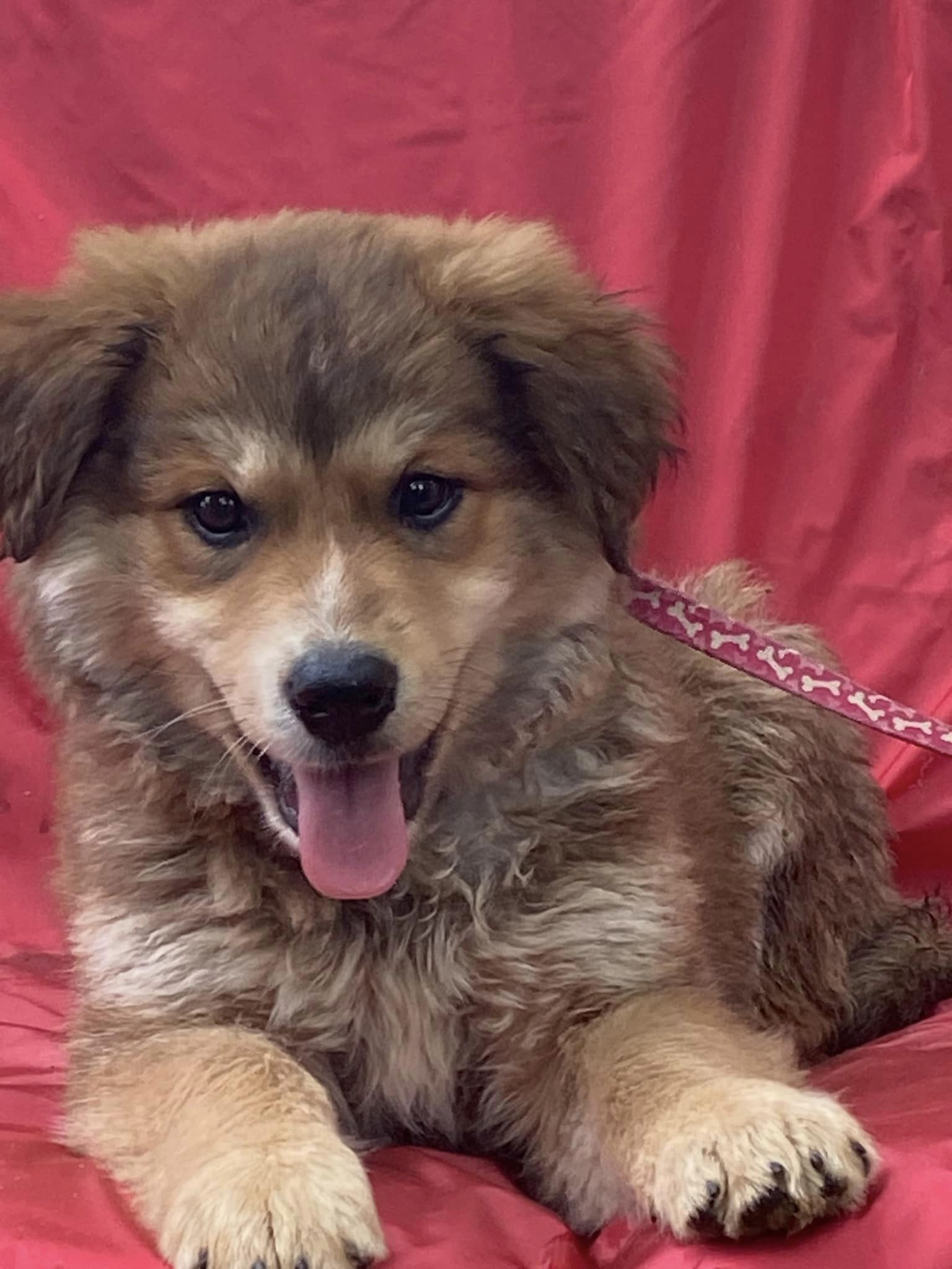 Dog for Adoption SASHA/ADOPTED, a Collie in Hopkinsville, KY Alpha Paw