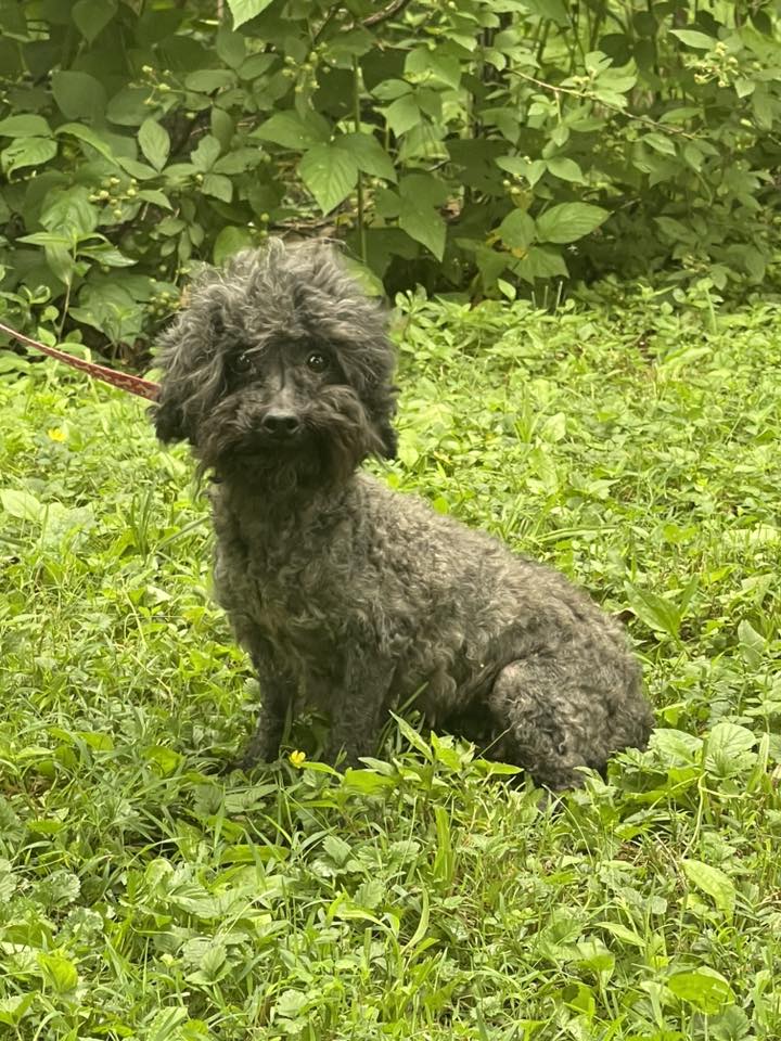Queenie~ 7LBS