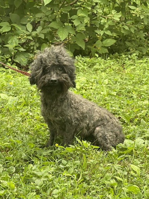 Queenie~ 7LBS, an adoptable Poodle in HOPKINSVILLE/PRINCETON, KY, NH