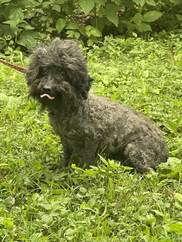 Queenie~ 7LBS