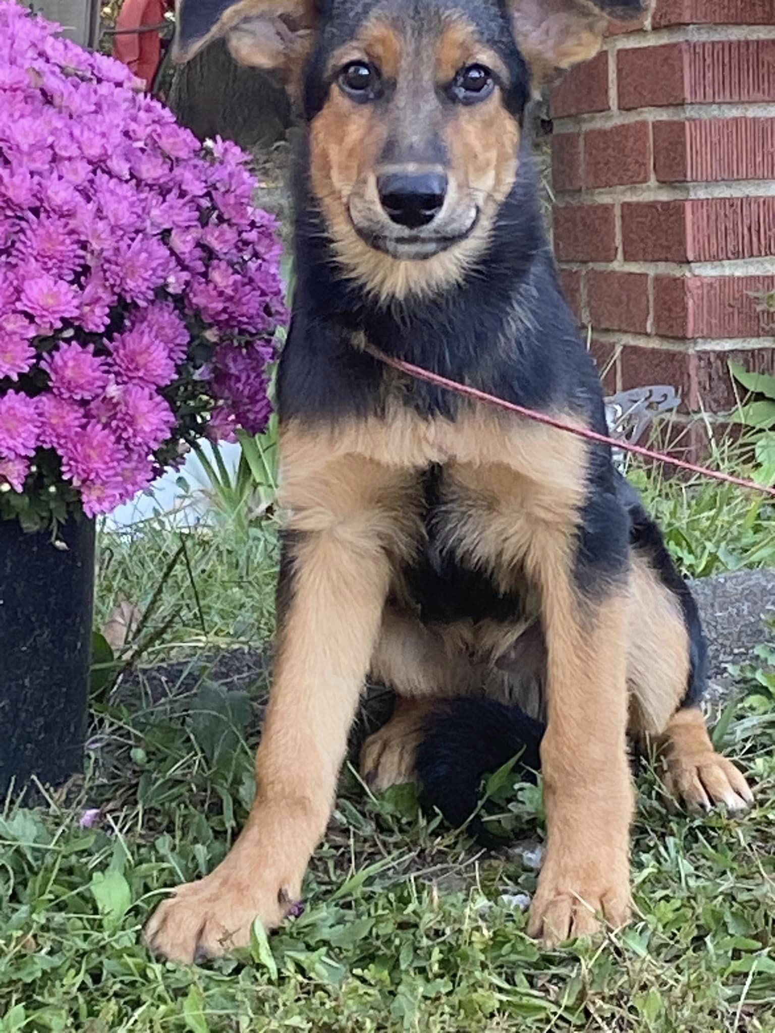 Dog for Adoption Benson, a German Shepherd Dog in Murray, KY Alpha Paw