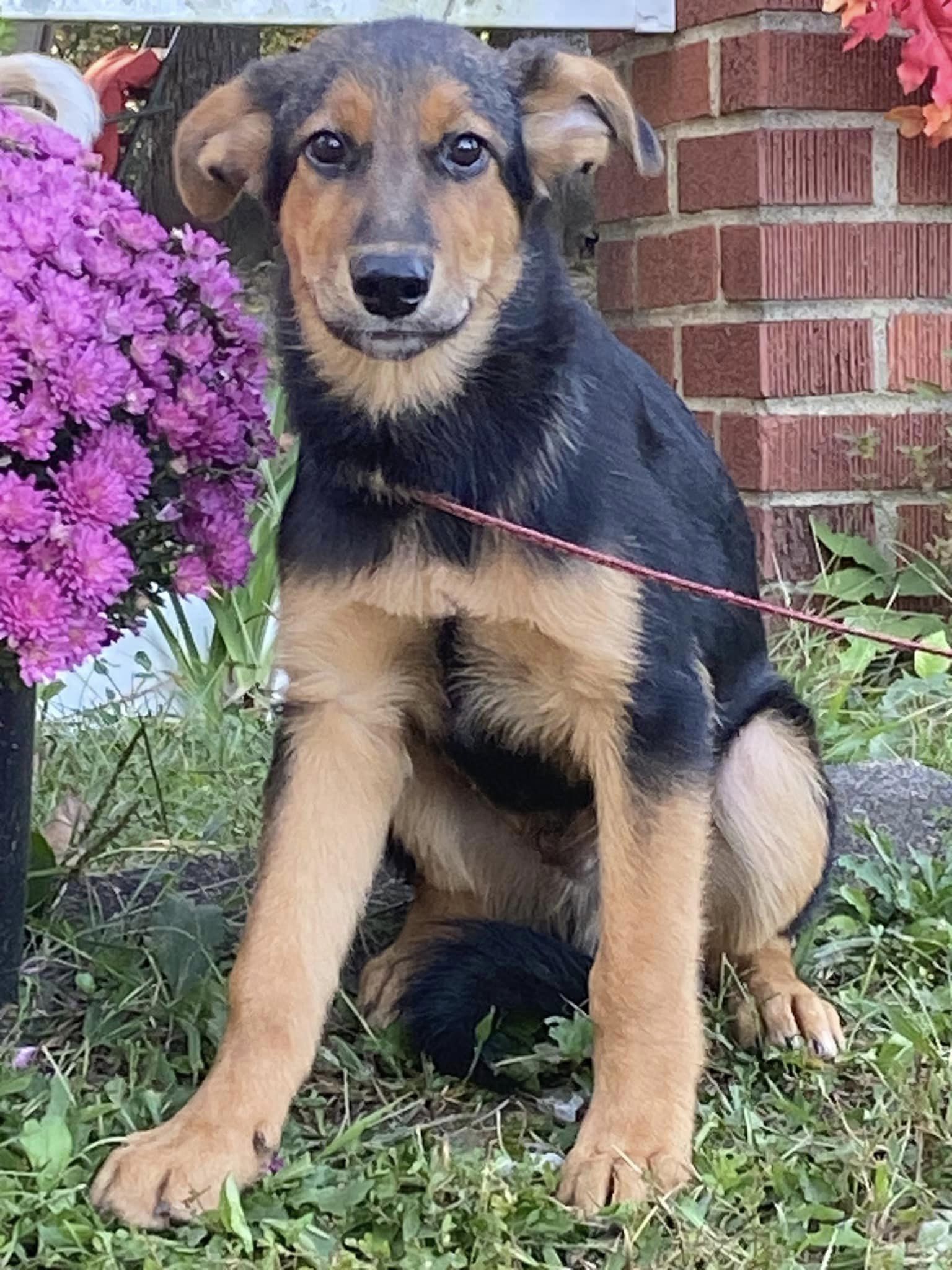 Dog for Adoption Benson, a German Shepherd Dog in Central City, KY
