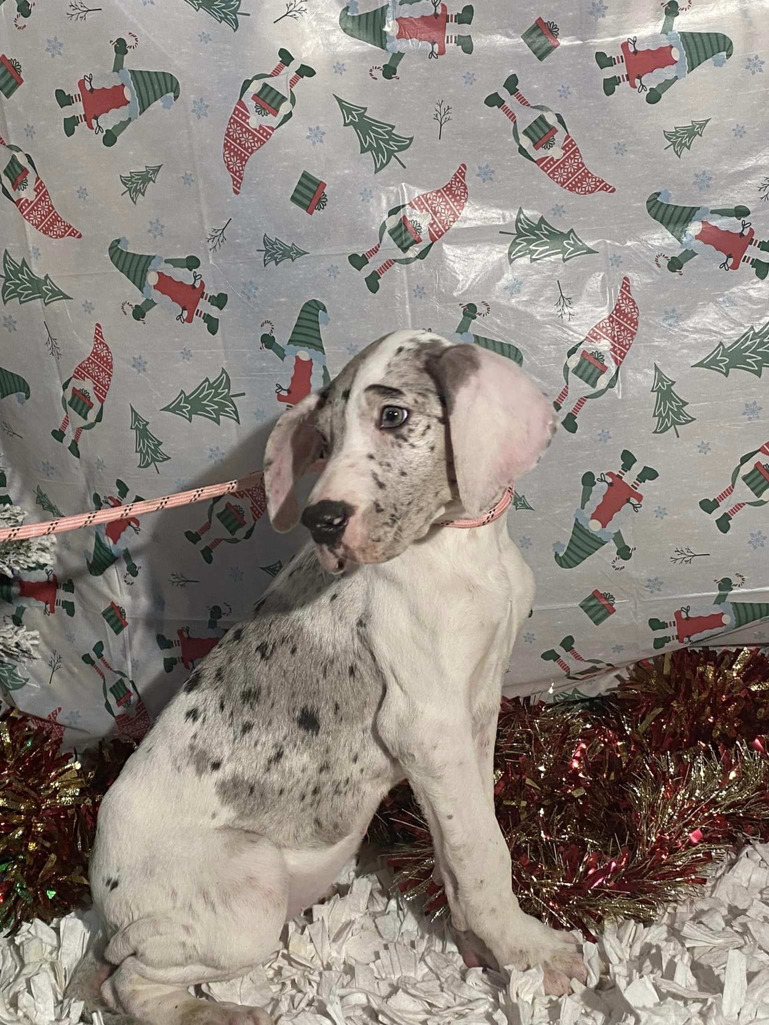 Dog for Adoption - Freedom/ ADOPTED, a Great Dane in Trigg County, KY ...