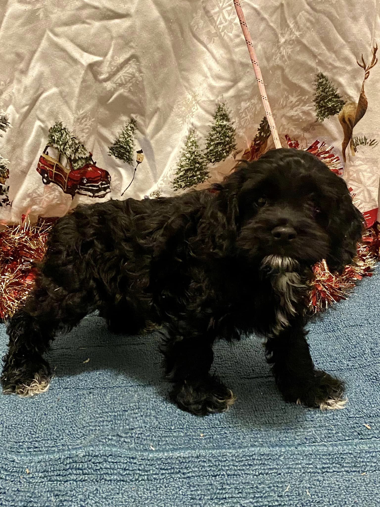 Dog for Adoption Bubbles, a Cocker Spaniel in Dixon, KY Alpha Paw
