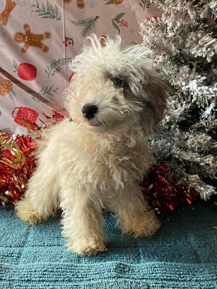 Dog for Adoption - Casper, a Poodle (Toy) in Trigg County, KY | Alpha Paw