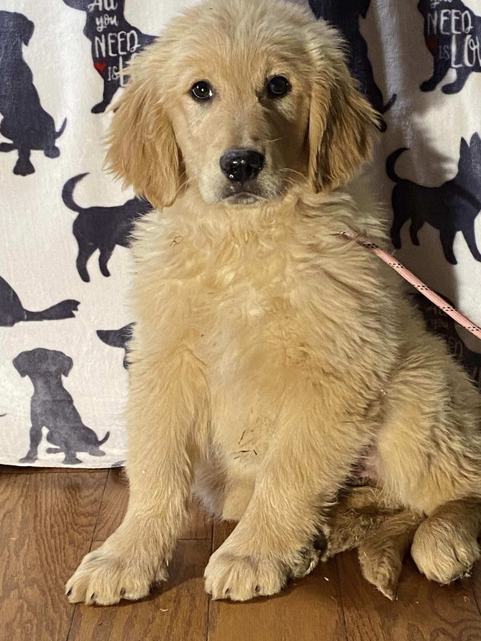 Dog for Adoption Barron, a Golden Retriever in Trigg County, KY