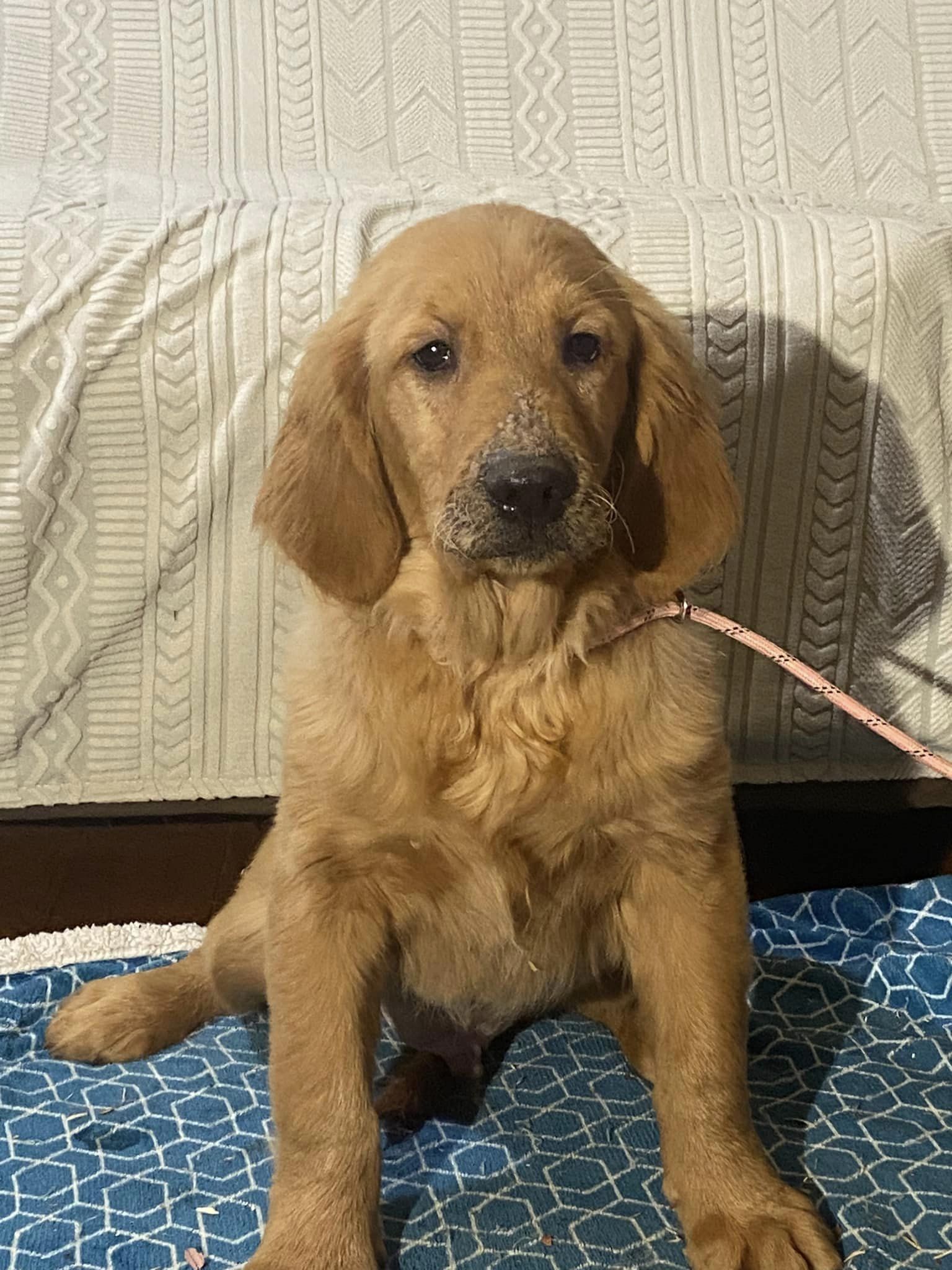 Dog for Adoption Banjo 9/ADOPTED, a Golden Retriever in Christian
