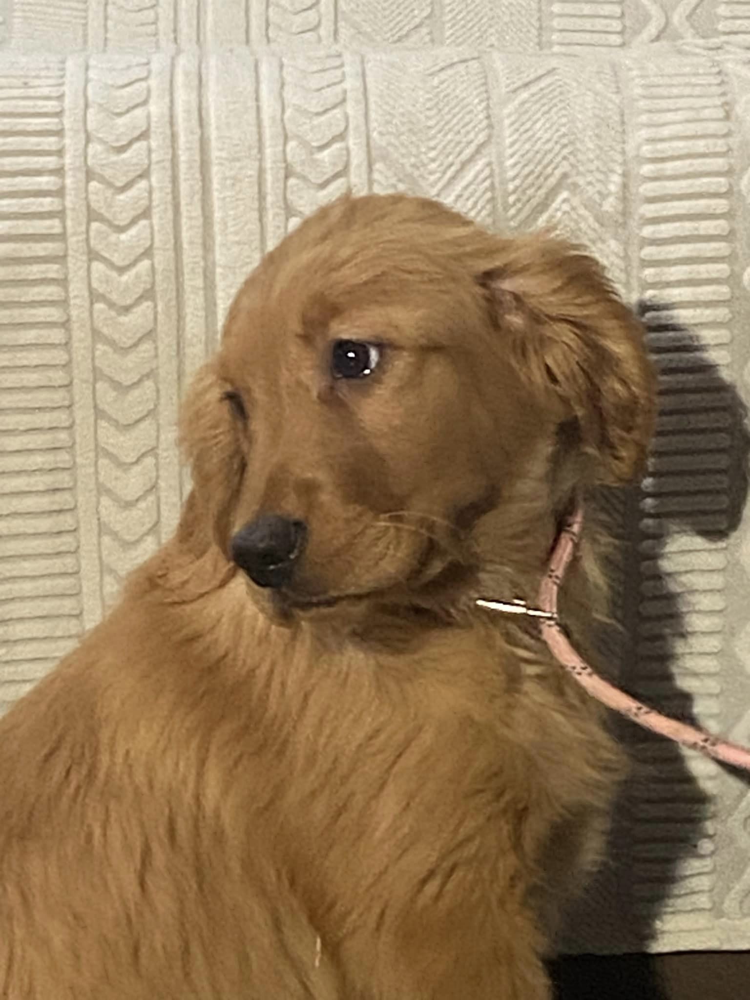 Dog for Adoption Amore 3/ ADOPTED, a Golden Retriever in Hopkinsville