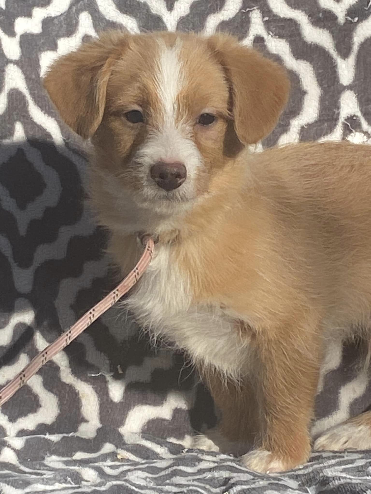 Dog for Adoption Chip, a Pomeranian in Paducah, KY Alpha Paw