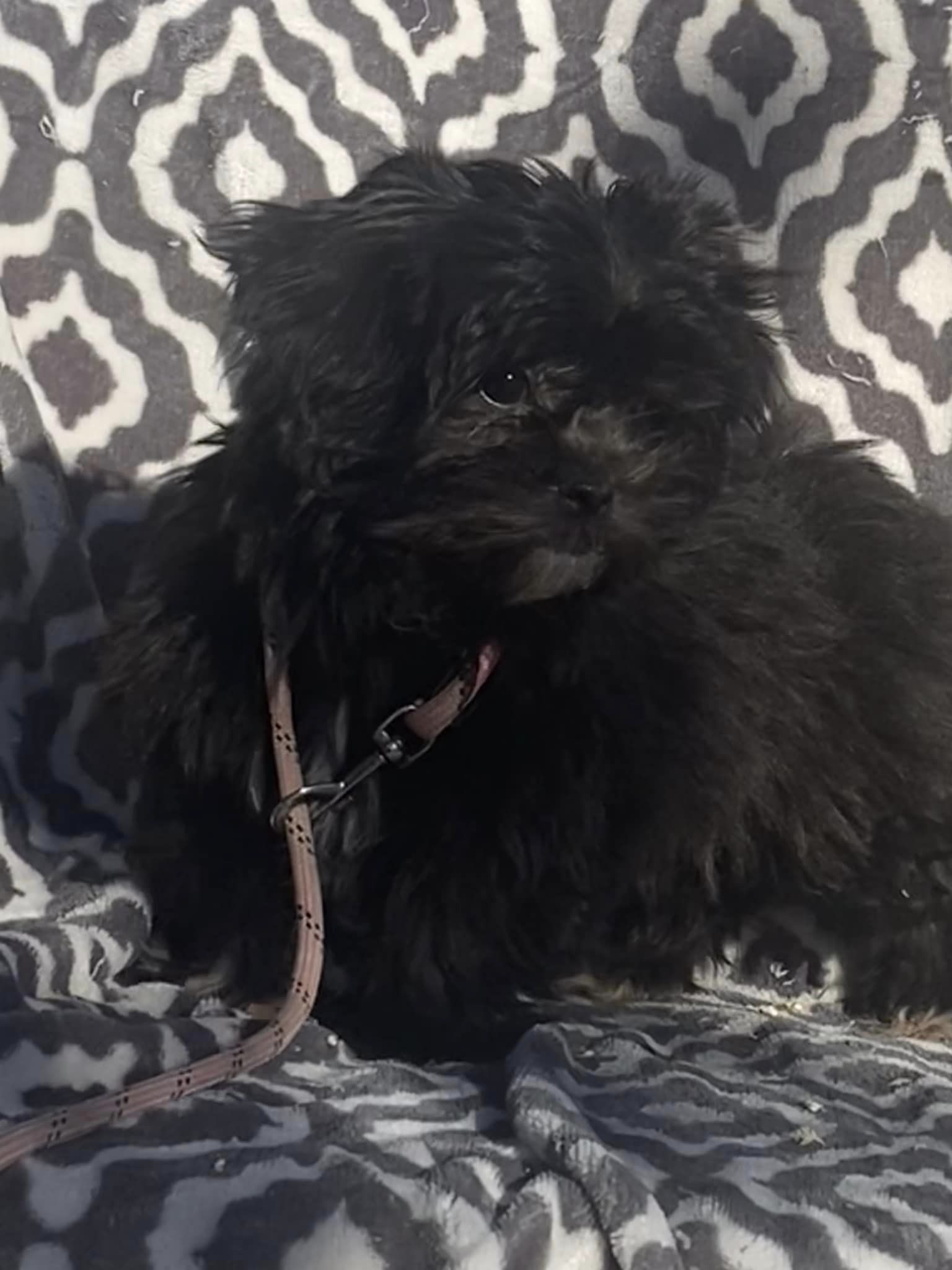 Dog for Adoption Alexis, a Pekingese in Paducah, KY Alpha Paw