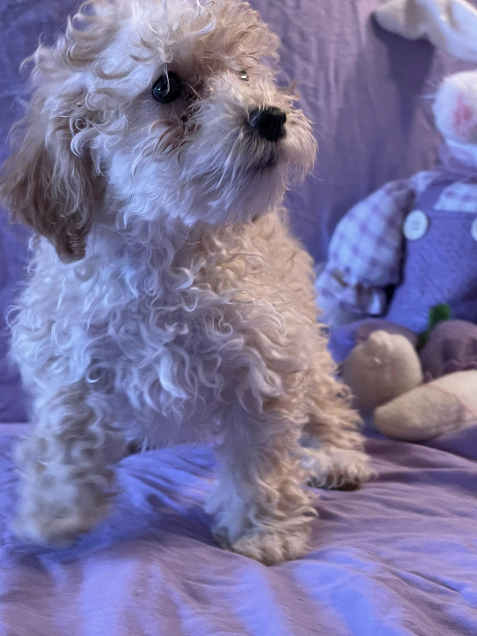 Dog for Adoption Cinderella/ PENDING, a Havanese in Paducah, KY