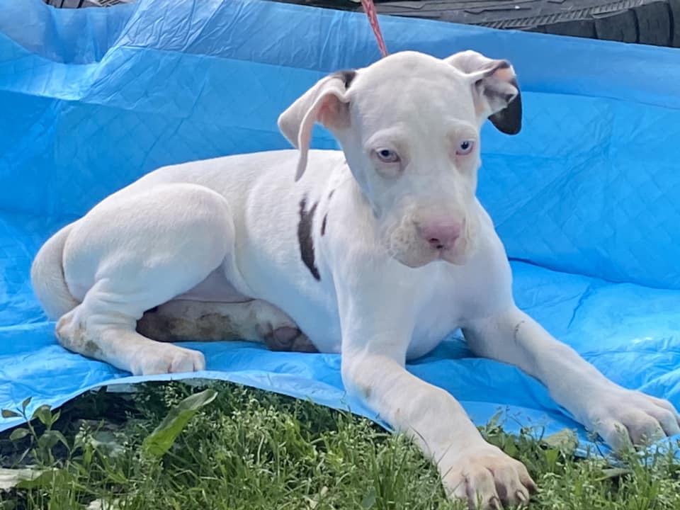 Dog for Adoption Fantasia, a Great Dane in Paducah, KY Alpha Paw