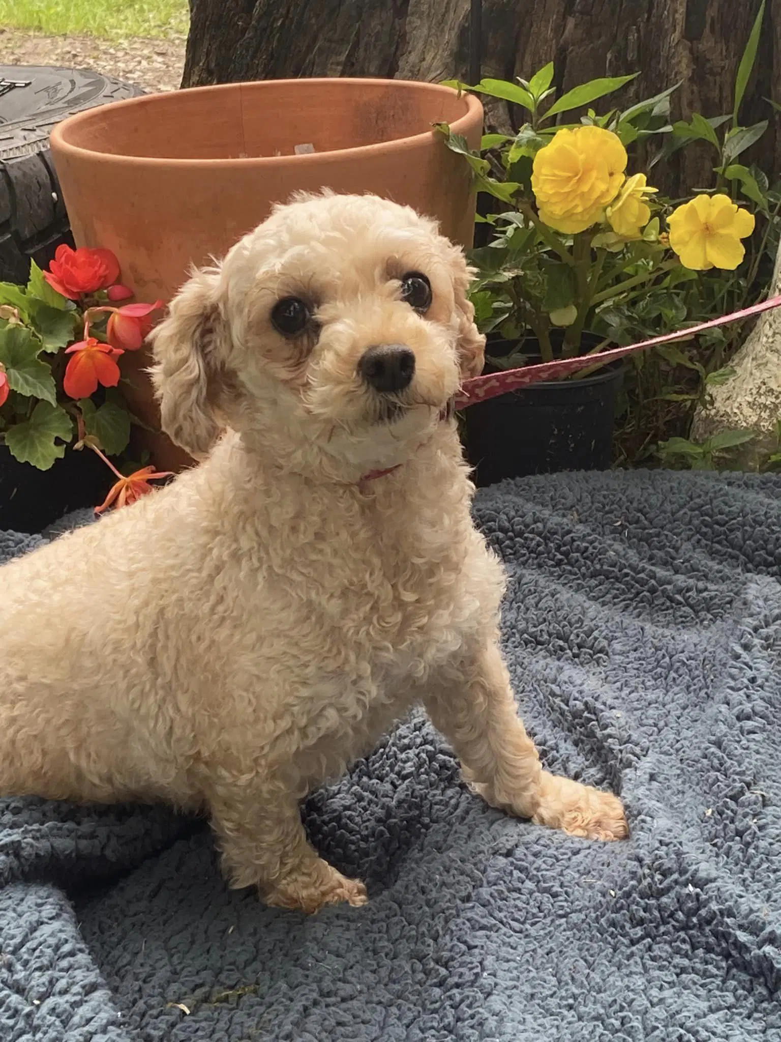 Kendra- Permanent Resident - Poodle (Miniature)