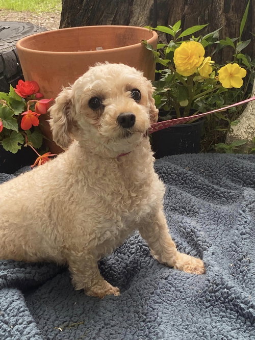 KENDRA, an adoptable Poodle in HOPKINSVILLE/PRINCETON, KY, NH