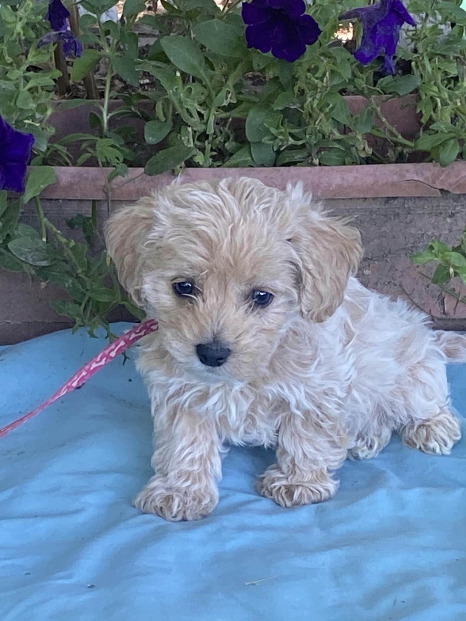 Dog for Adoption Adammorkie, a Maltese in Paducah, KY Alpha Paw