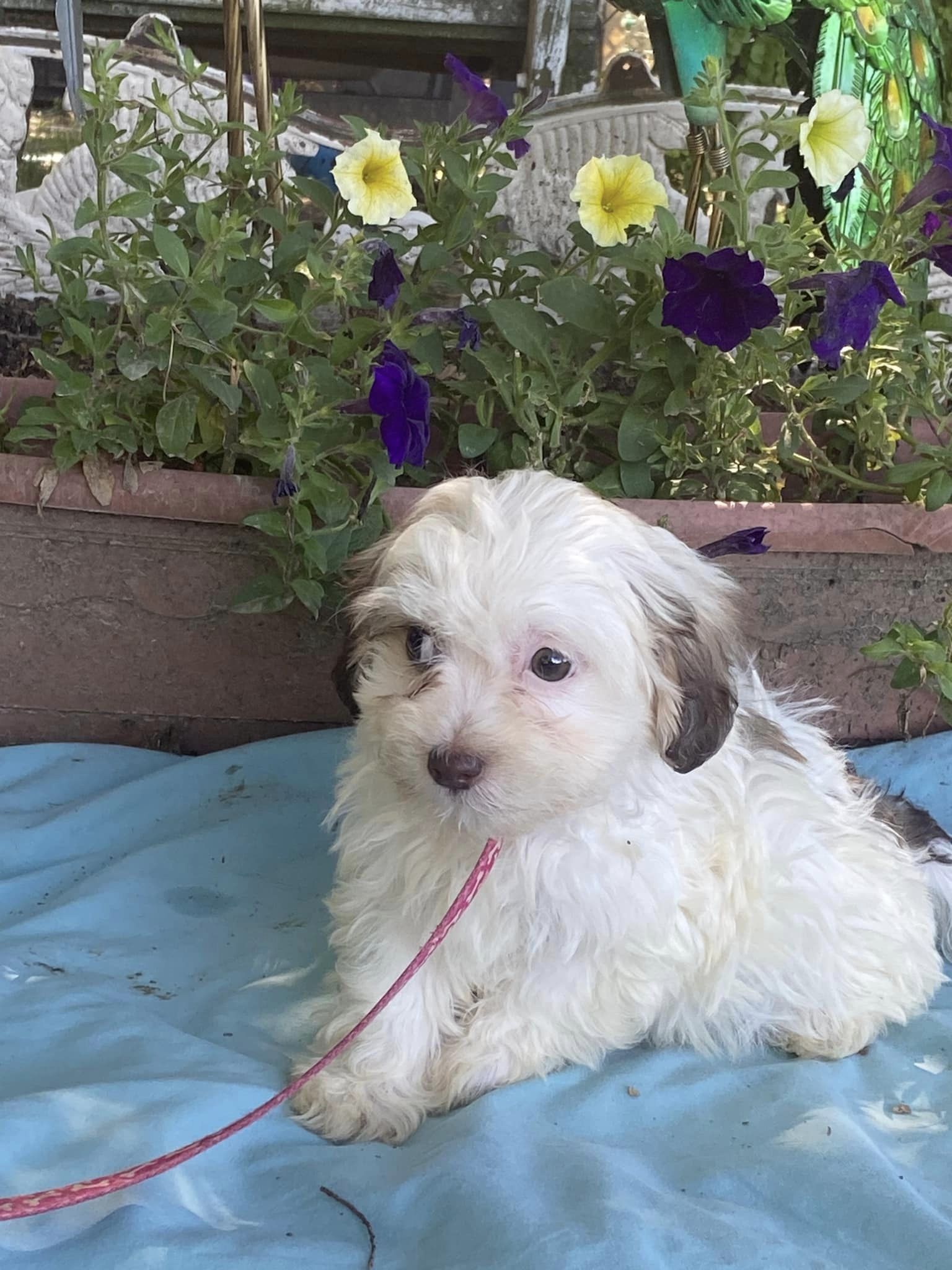 Dog for Adoption Bayley, a Bichon Frise in Paducah, KY Alpha Paw