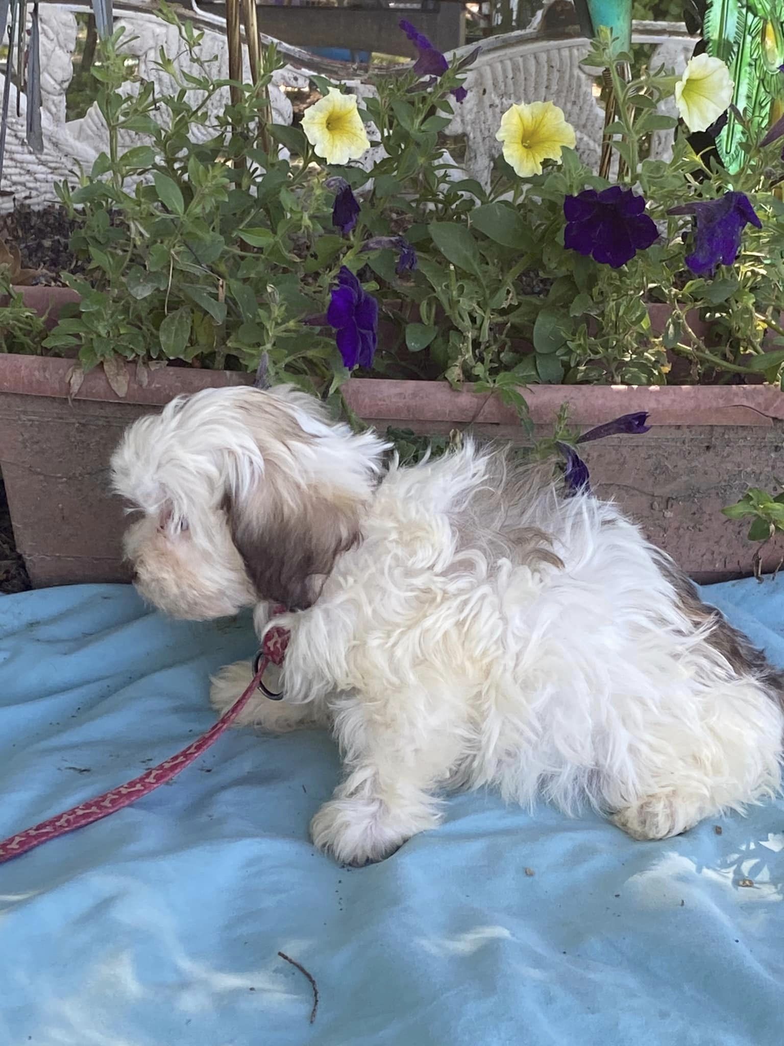 Dog for Adoption Bayley, a Bichon Frise in Paducah, KY Alpha Paw