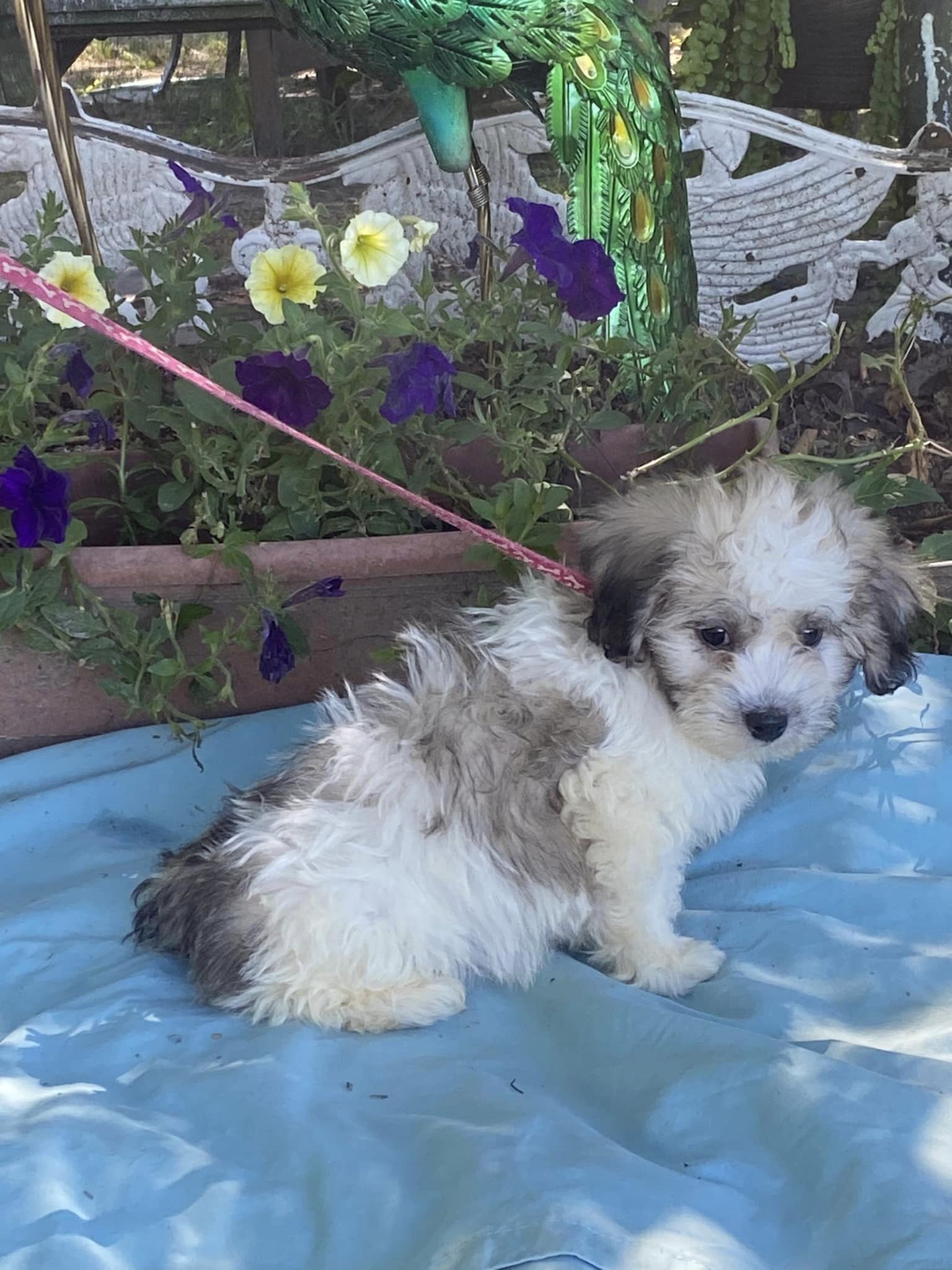 Dog for Adoption - Bear/ ADOPTED, a Bichon Frise in Christian County ...