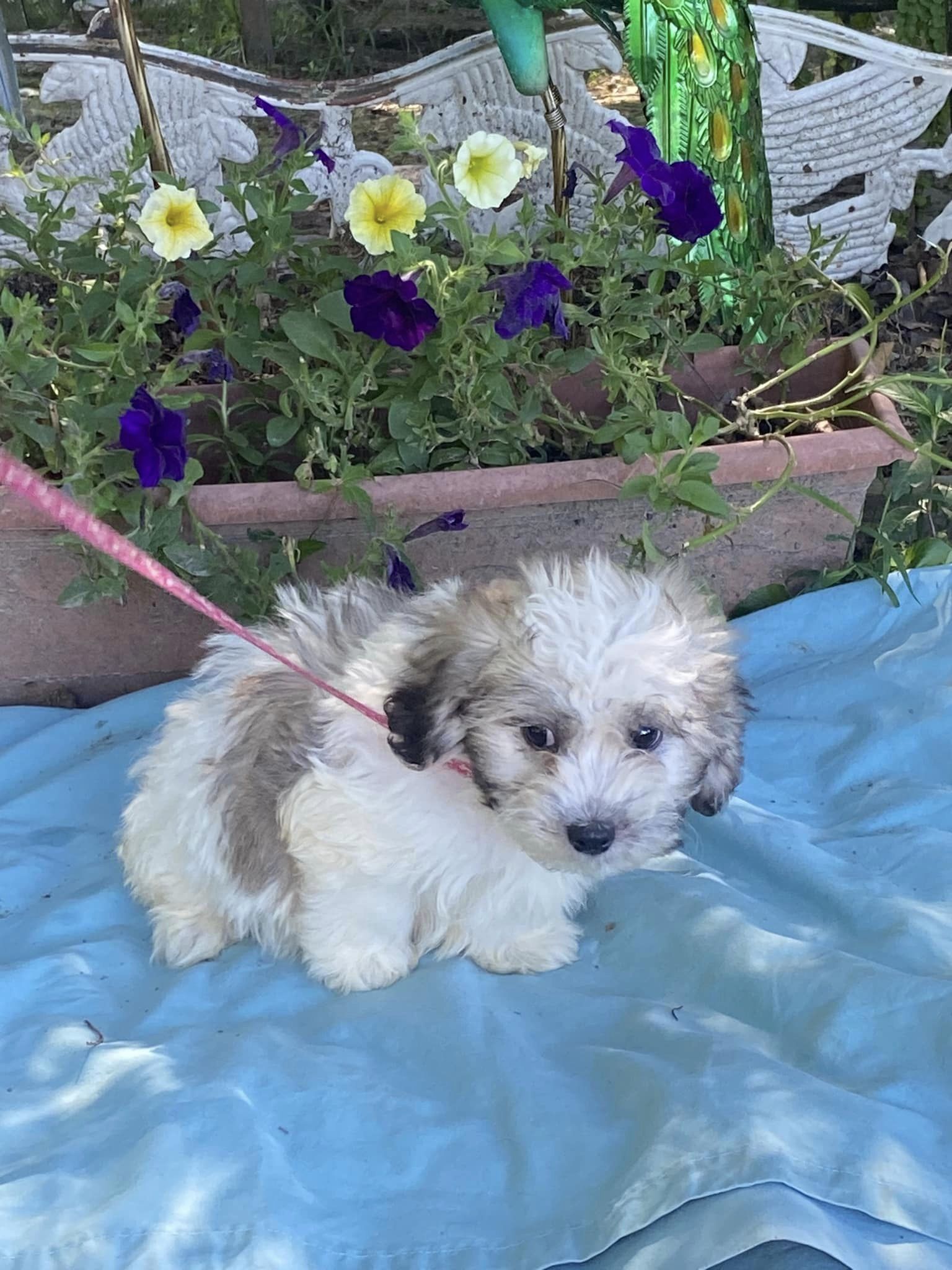 Dog for Adoption - Bear/ ADOPTED, a Bichon Frise in Christian County ...