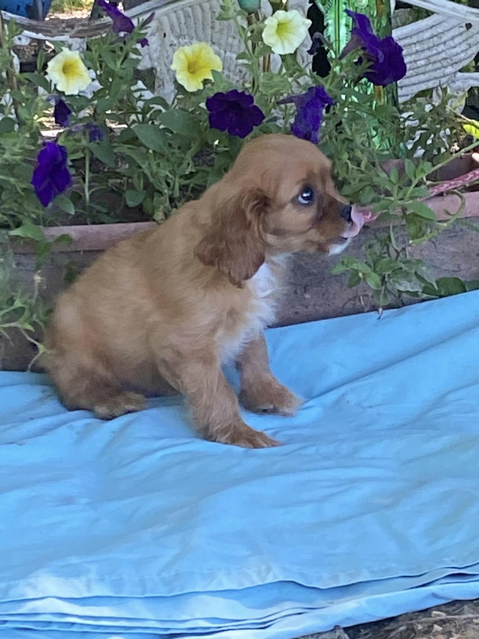 Dog for Adoption Casini/PENDING, a Cavalier King Charles Spaniel in