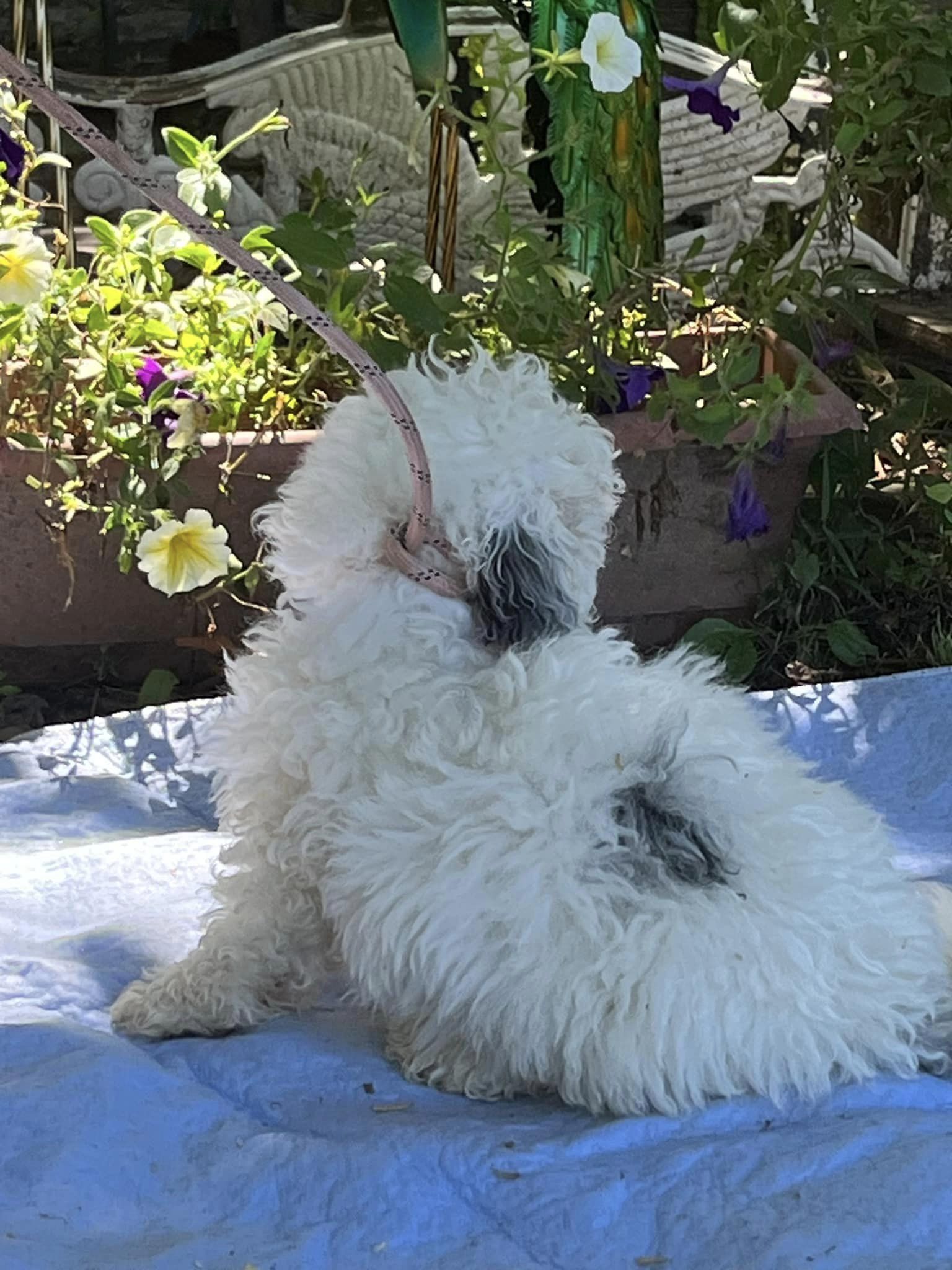 Dog for Adoption Collin, a Poodle (Miniature) in Paducah, KY Alpha Paw