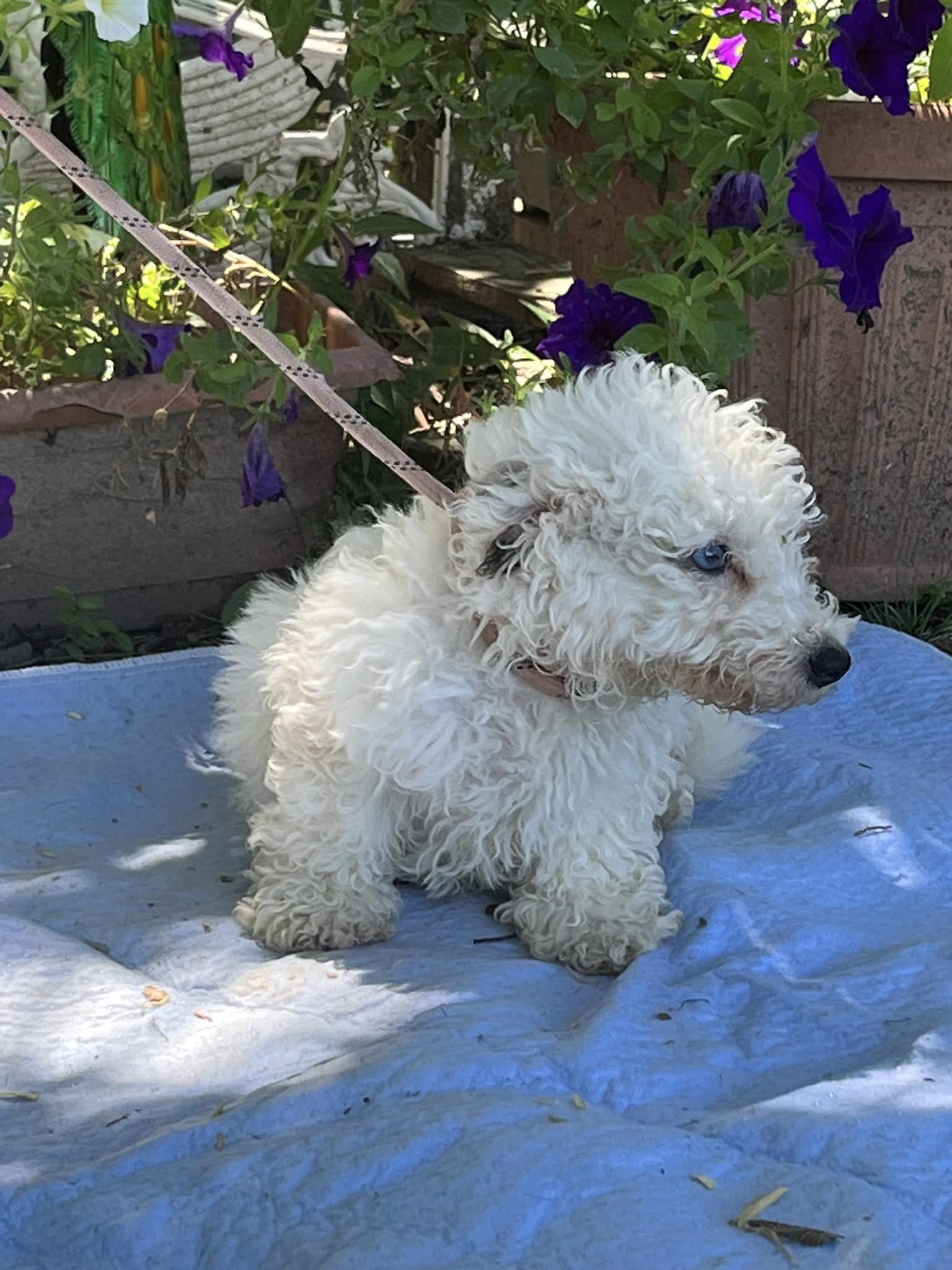 Dog for Adoption Collin, a Poodle (Miniature) in Paducah, KY Alpha Paw