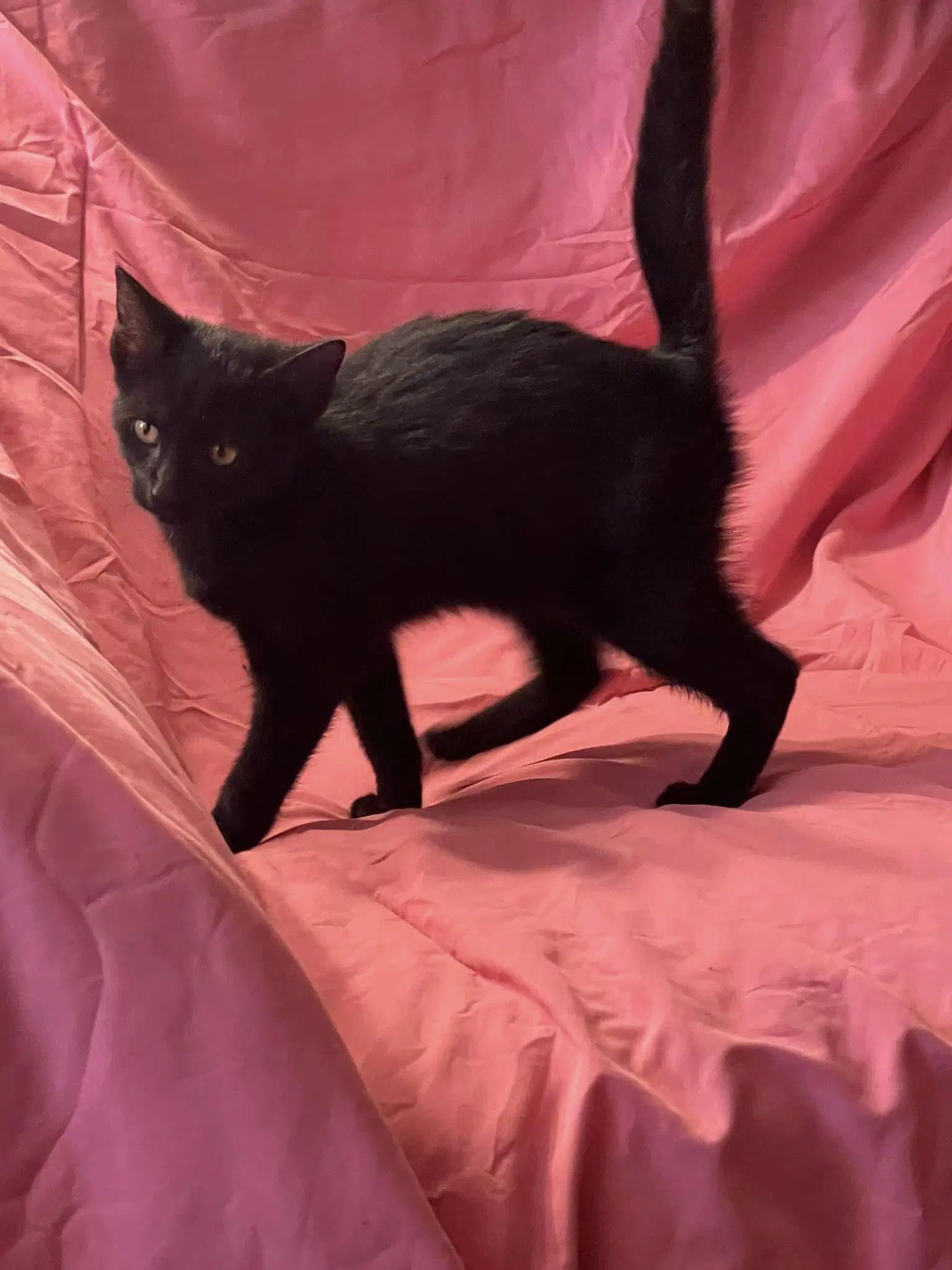 Aldie - Domestic Short Hair