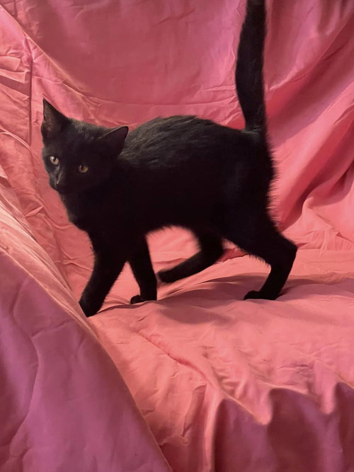 Aldie, an adoptable Domestic Short Hair in HOPKINSVILLE/PRINCETON, KY, NH
