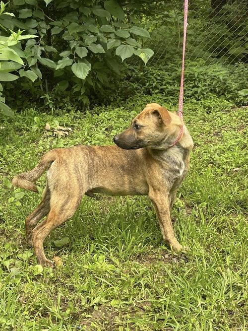 Edison, an adoptable Boxer in HOPKINSVILLE/PRINCETON, KY, NH