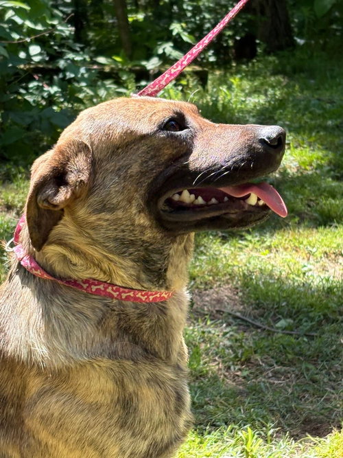 Edison, an adoptable Mountain Cur in HOPKINSVILLE/PRINCETON, KY, NH