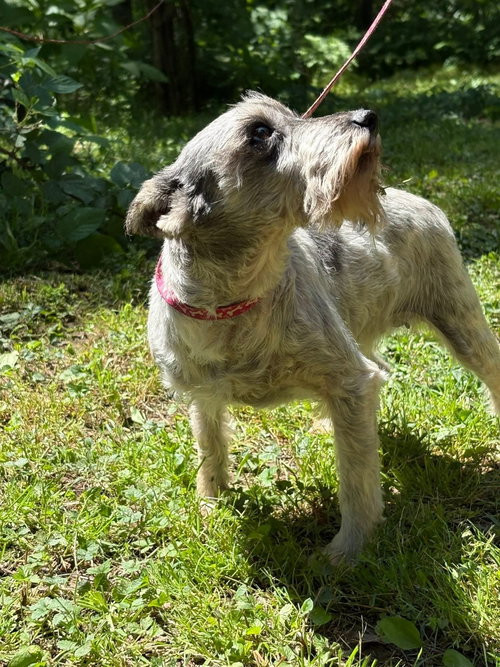 CYNTHIA, an adoptable Schnauzer in HOPKINSVILLE/PRINCETON, KY, NH