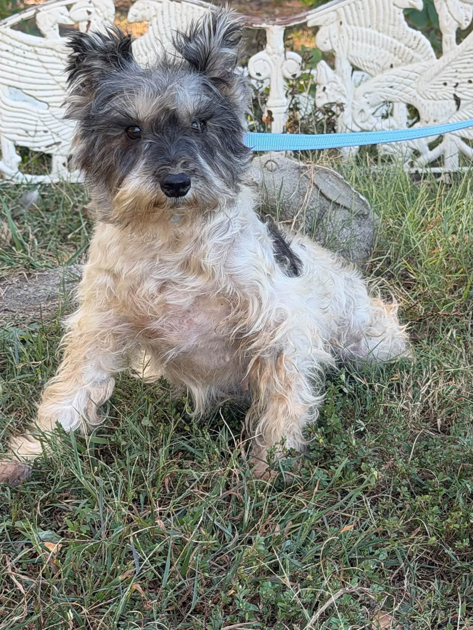 Cynthia - Schnauzer