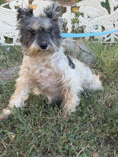 CYNTHIA, a dog for adoption from Love a Big Dog Rescue