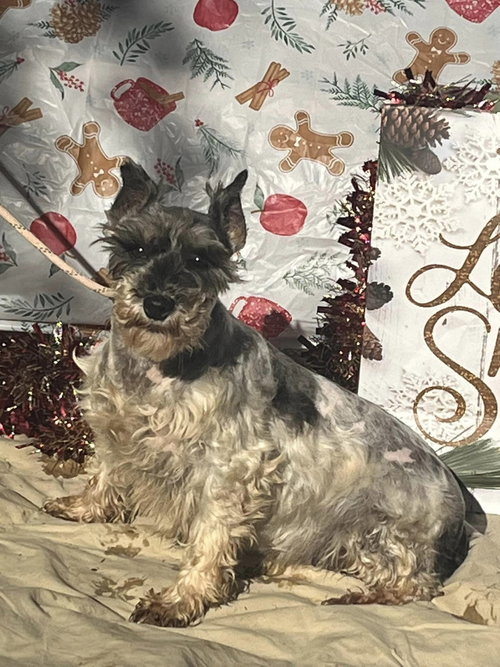 CYNTHIA, an adoptable Schnauzer in HOPKINSVILLE/PRINCETON, KY, NH
