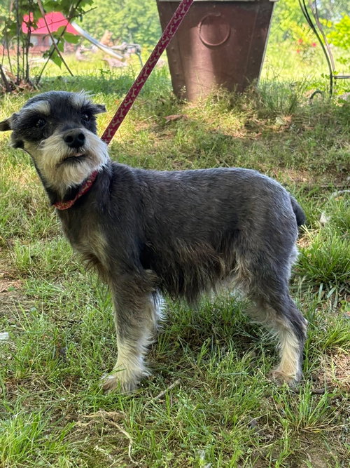VIOLET/ mini 6lbs, an adoptable Schnauzer in HOPKINSVILLE/PRINCETON, KY, NH