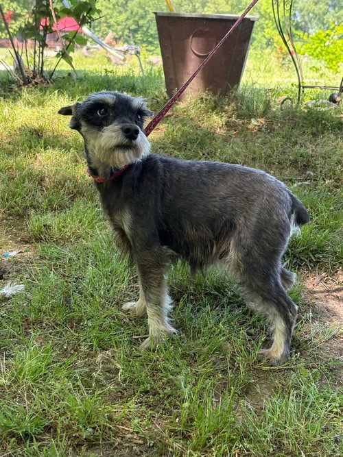 Photo 2 of VIOLET/ ADOPTED